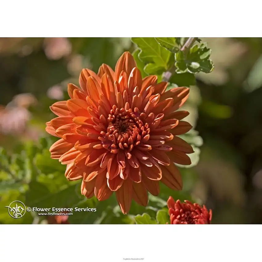 CHRYSANTHEMUM ESS 7,4ML CALF