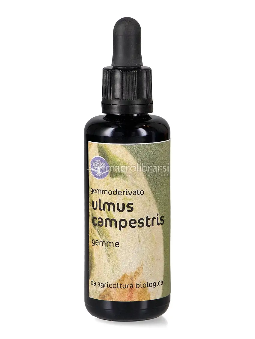 Ulmus Campestris - Gemmoderivato Floripotenziato - Gemme